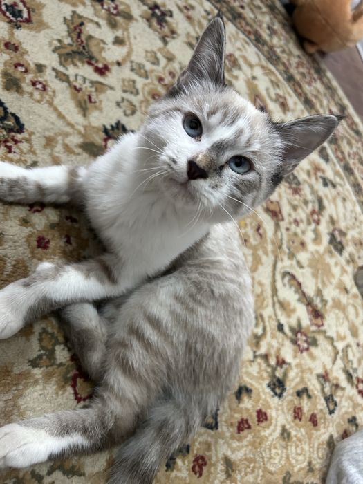 Lynx point пародиски кошка