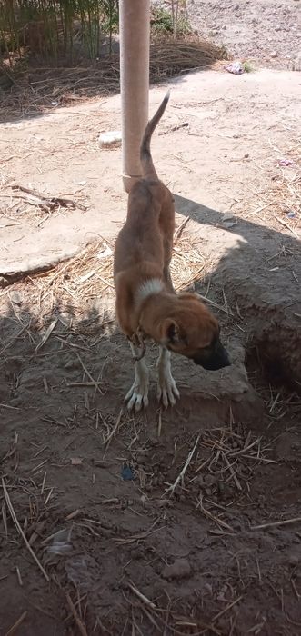 Turkmenskiy qospaq alabay satiladi nasshar