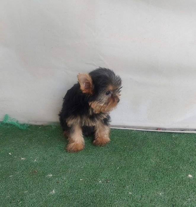 Йоркширски териер