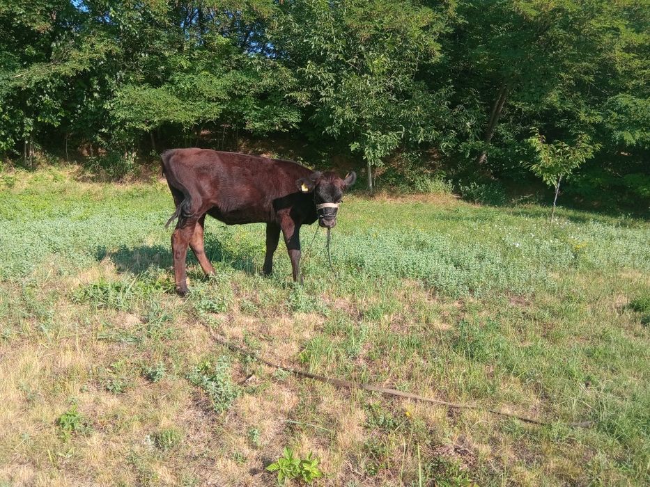 Vand vitea angus