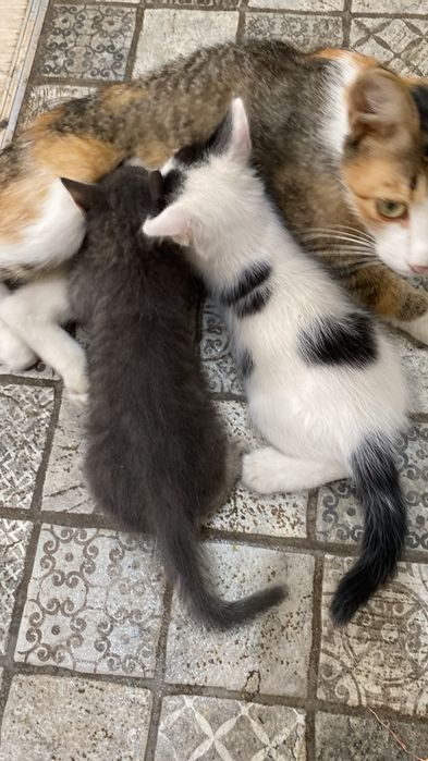 Бесплатно котята срочно
