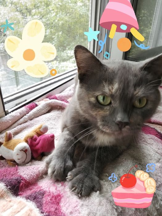 Красавица кошка Катя