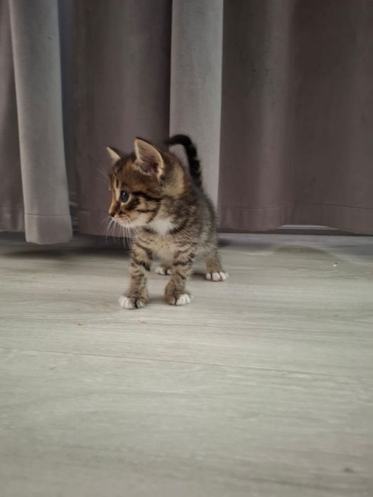 Отдам котят бесплатно