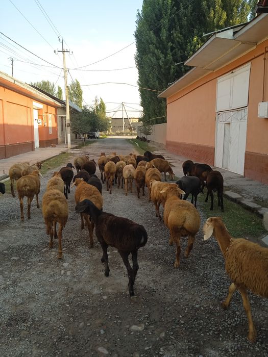 Бишкек кучкорлар