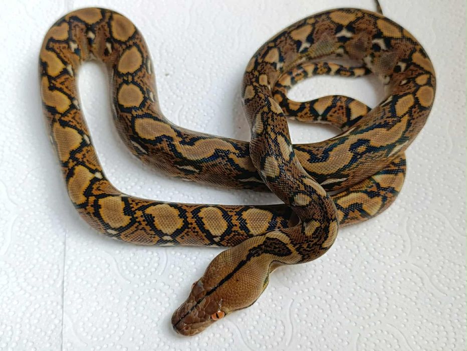 Мрежест Питон         .