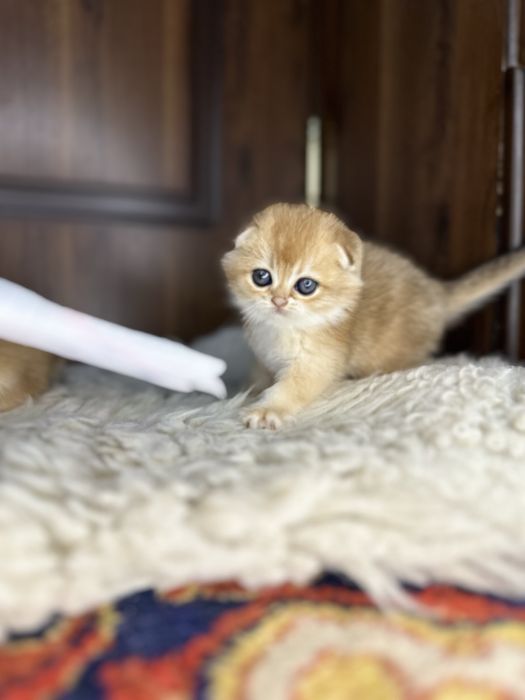 Золотая шиншила фолд