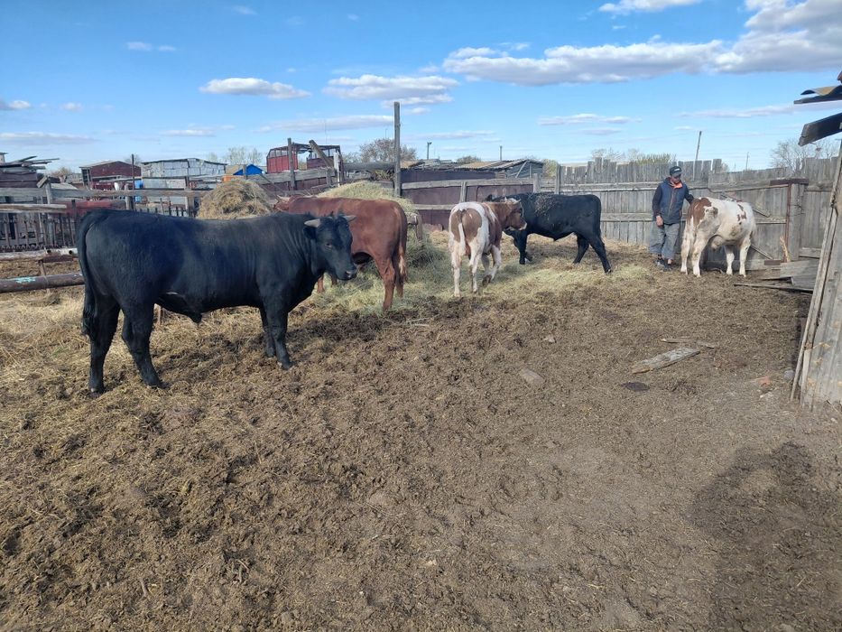 Продам быков в количестве 7 голов