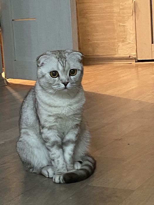 кошка шотладская вислоухий