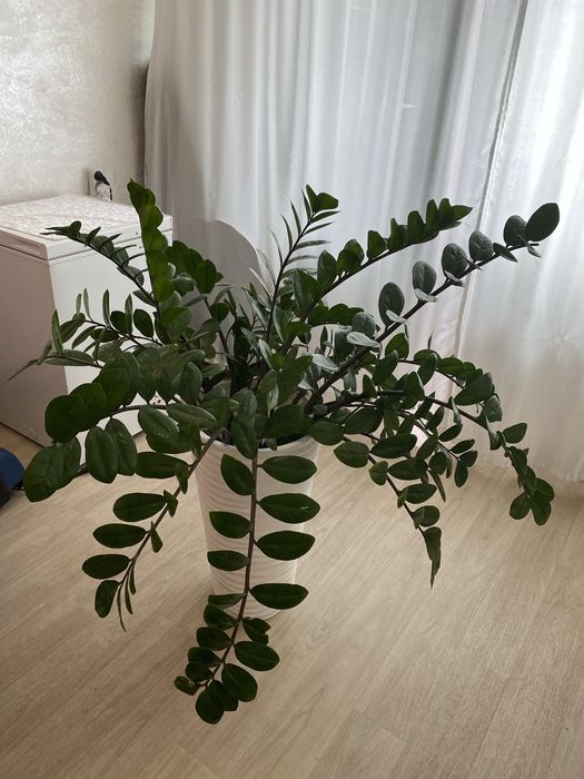 Цветы комнатные замиокулькас