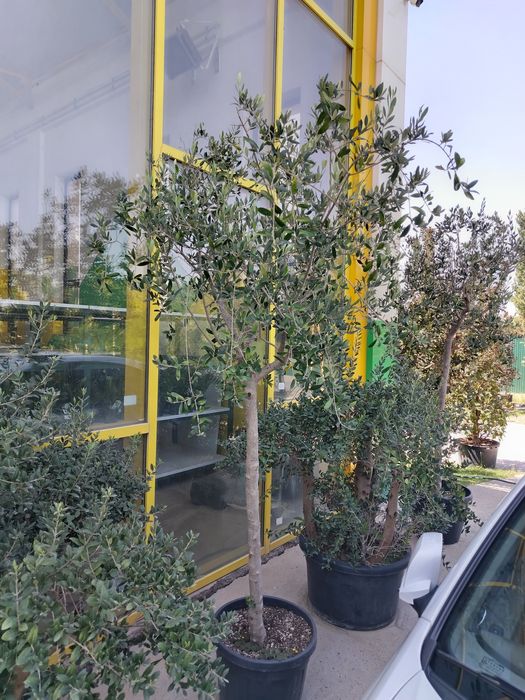 Бансай оливковое