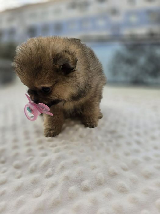 Продаётся шпиц,мини девочка.