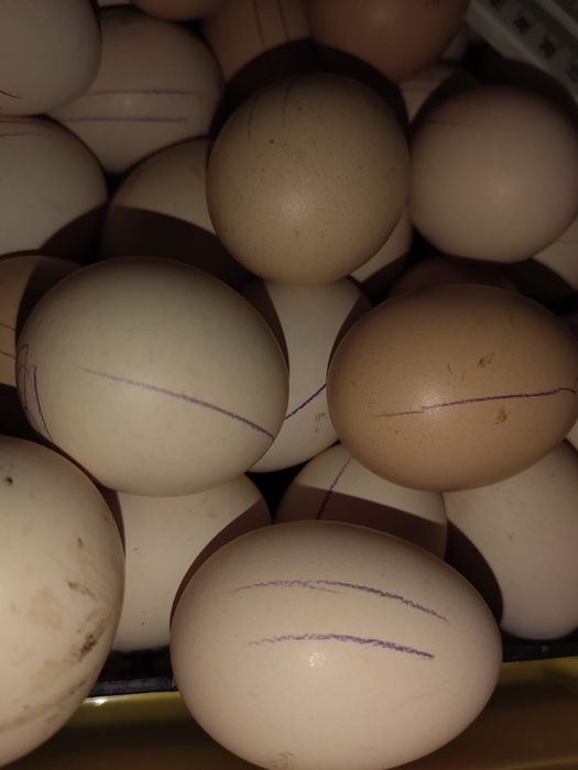 Vand oua de gaini australop