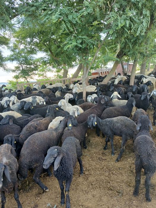 Vând 80 de miei  karakul