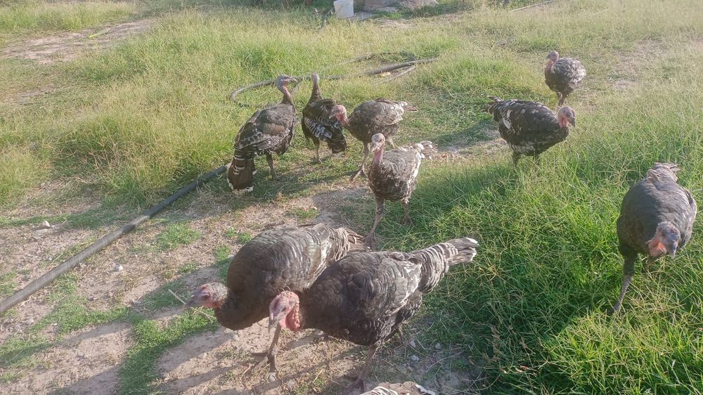 Үндік 7 үлкен 3 кіші