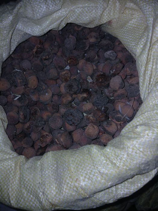 Yovvoyi urik qoqi sotiladi turshak dovchaniki