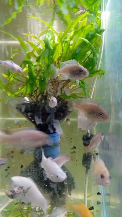 Продам цихлид 300