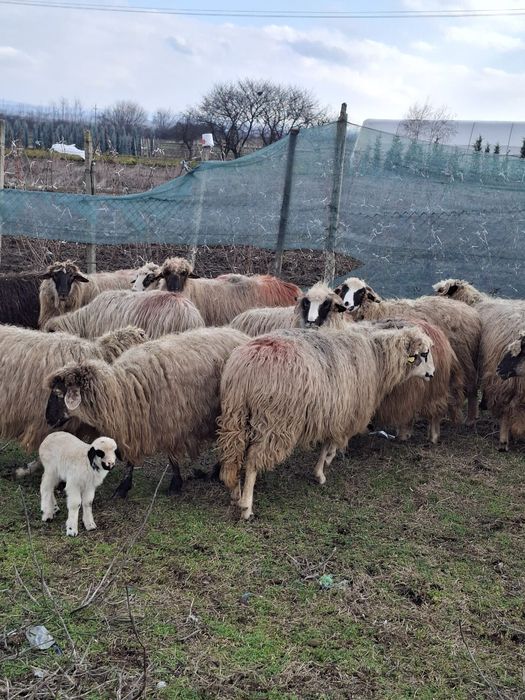 De vanzare 15 oi 7 fatate
Oi tinere de tal
