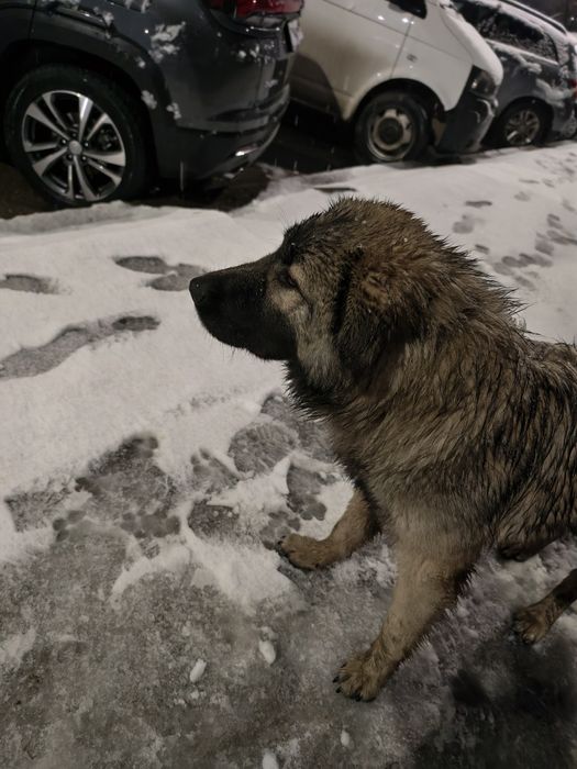 Собака найдена Мамыр