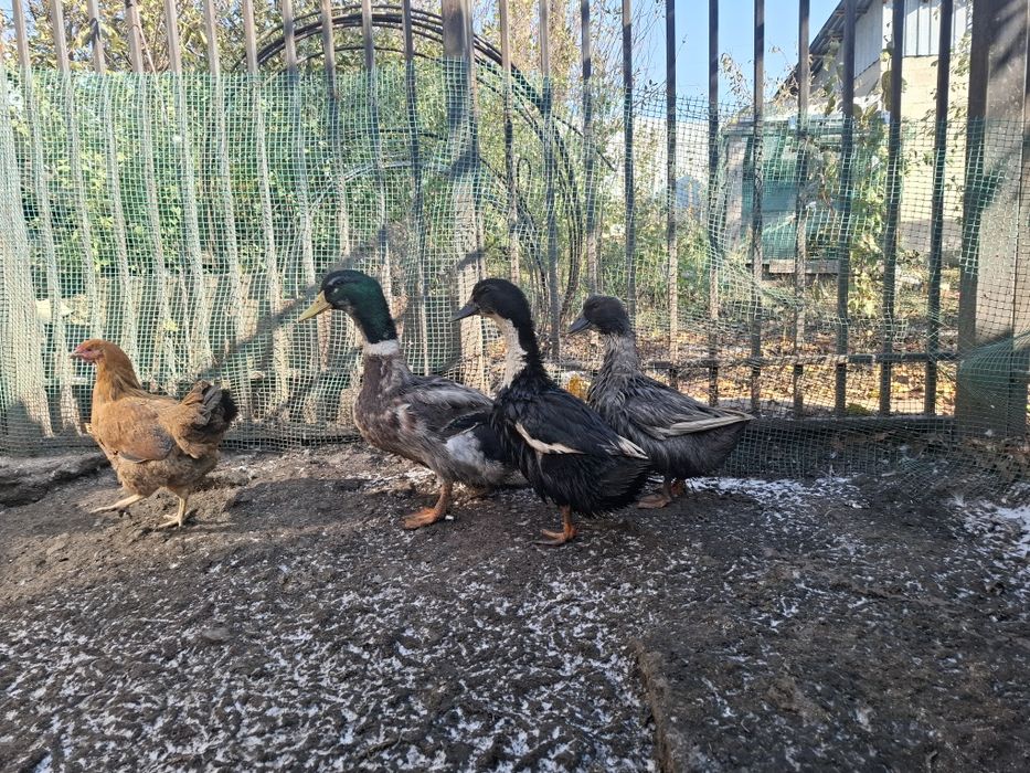 Продам уток семью