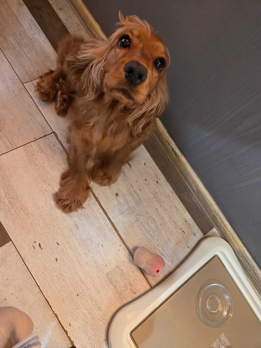 Кучета за трюфел