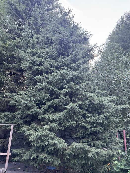 продаются саженцы