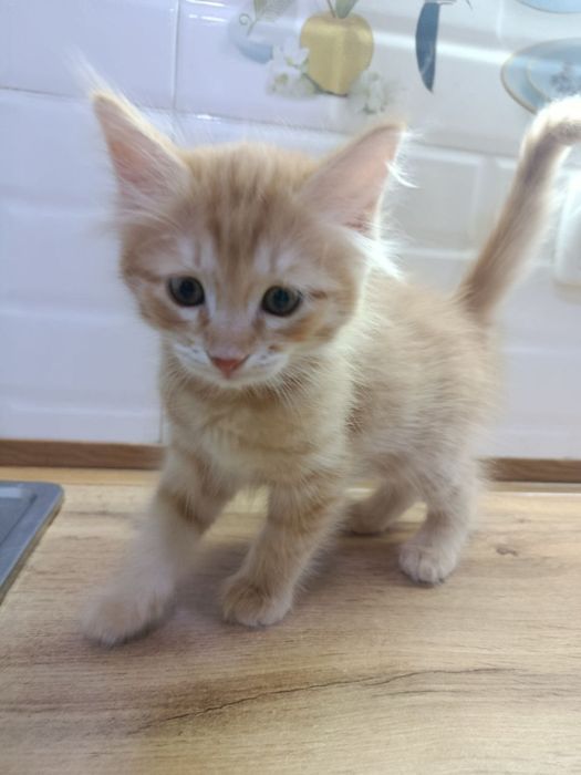 Котята 2 месяца. Домашние. Мальчики