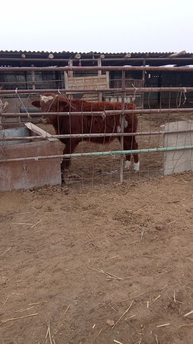 Сатылады... еркек