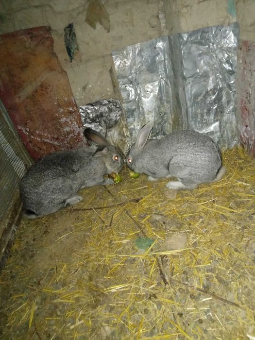 Zotdor velikan quyonlar sotiladi