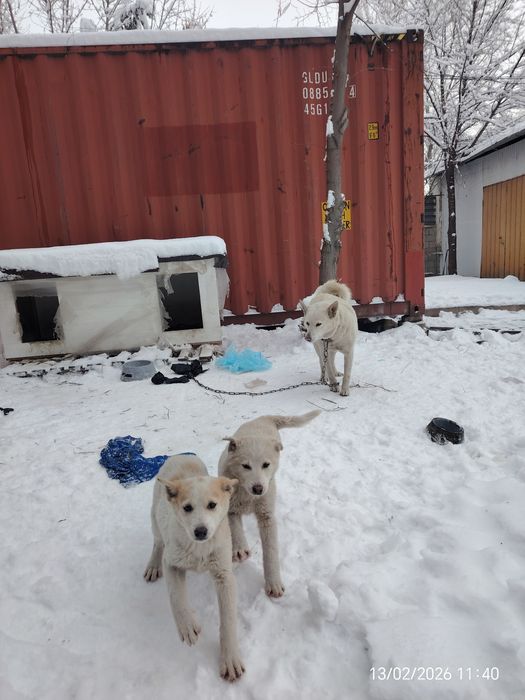 Отдам щенков 2 месяца