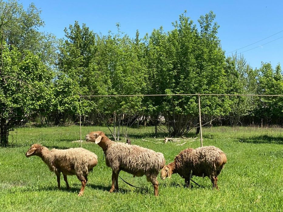 Қошқар Арашан таза