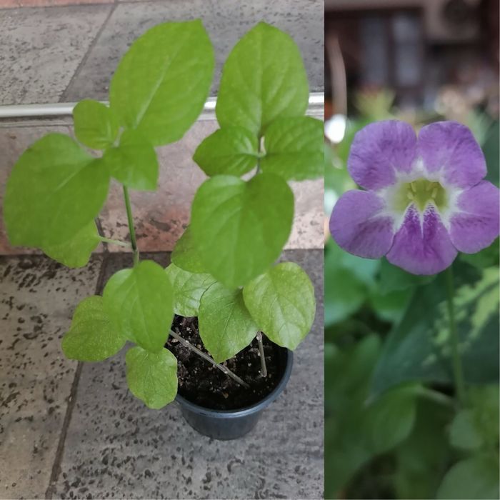 Цветя за продажба