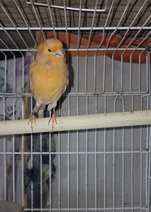 Канарейка самец сайрап тұр..