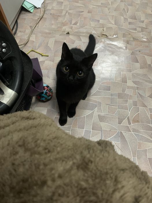 Отдам доброго милого котенка