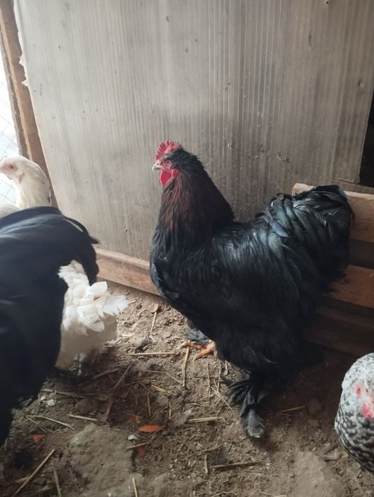Продам черного  Петуха