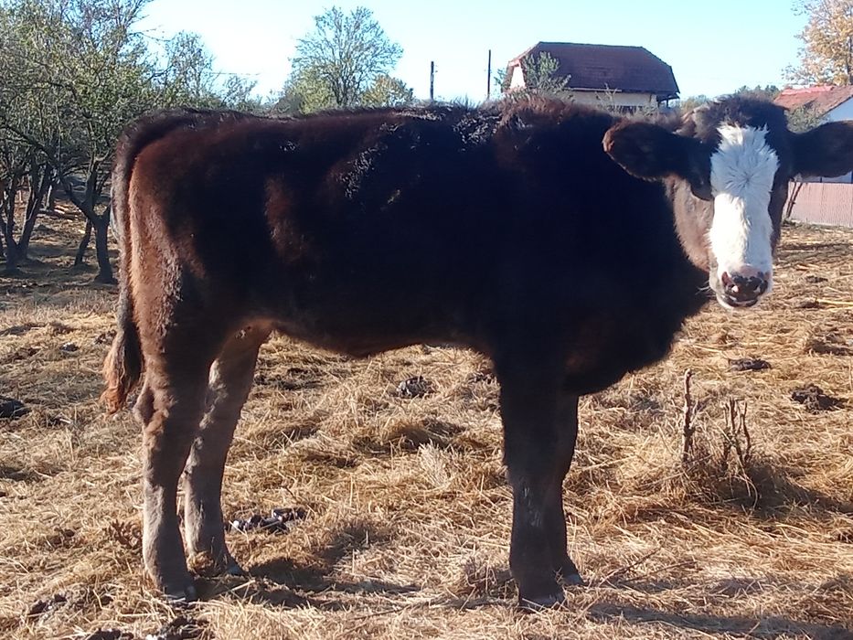 Vând trei vițele Angus
