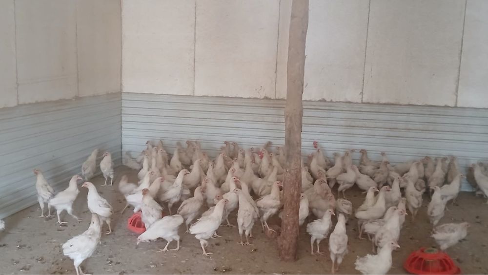 Продам куры несушки