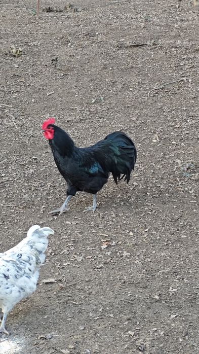 Cocos Australorp