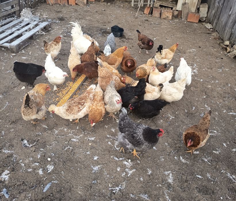 De vânzare găini de casa