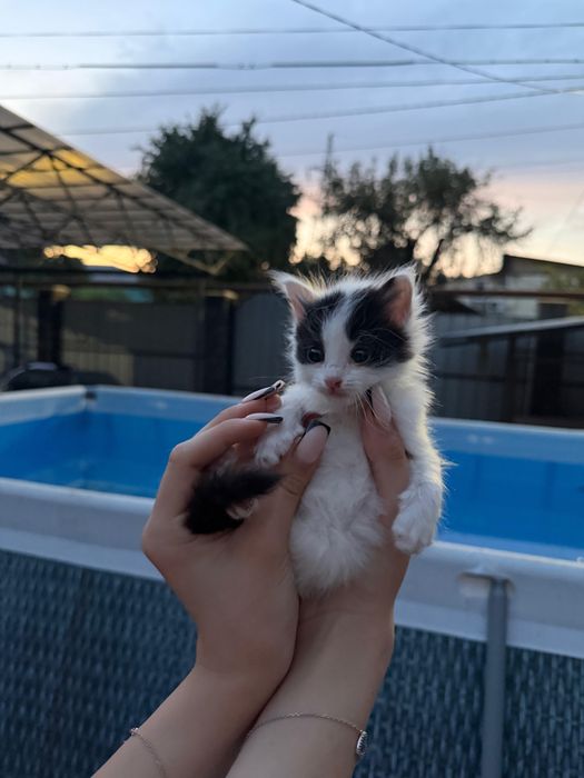 продаются котята