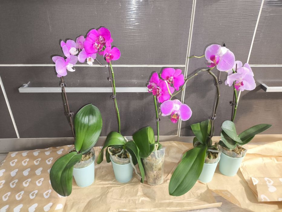 Цветы разные цветущие