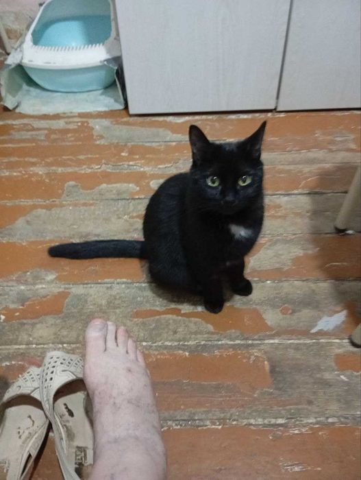 отдам бесплатно кошечку