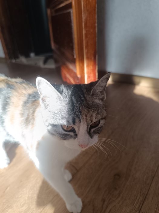 Отдам красивого котенка