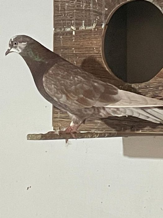 Кептерлер 3000тг