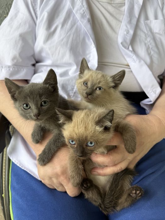 В добрые руки котята