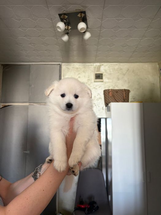 Spitz german 5 saptamani