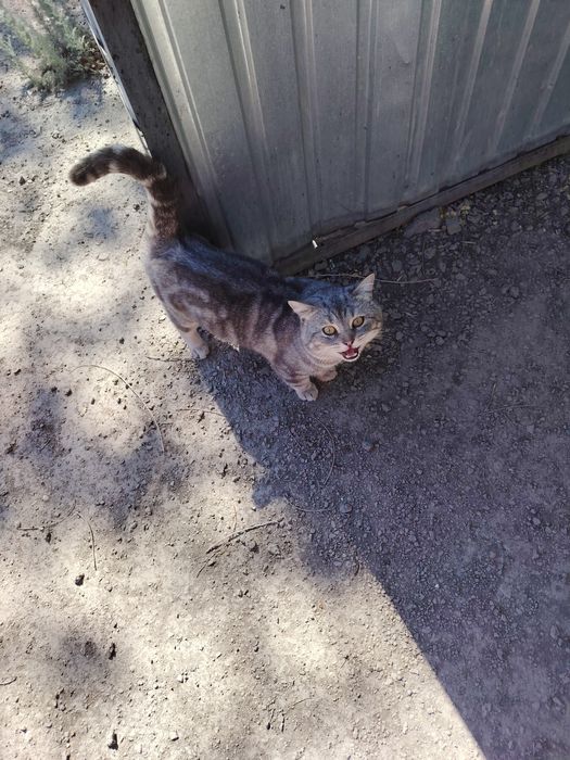 Шотландский прямоухий кот