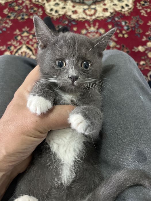 Котенок ищет семью.