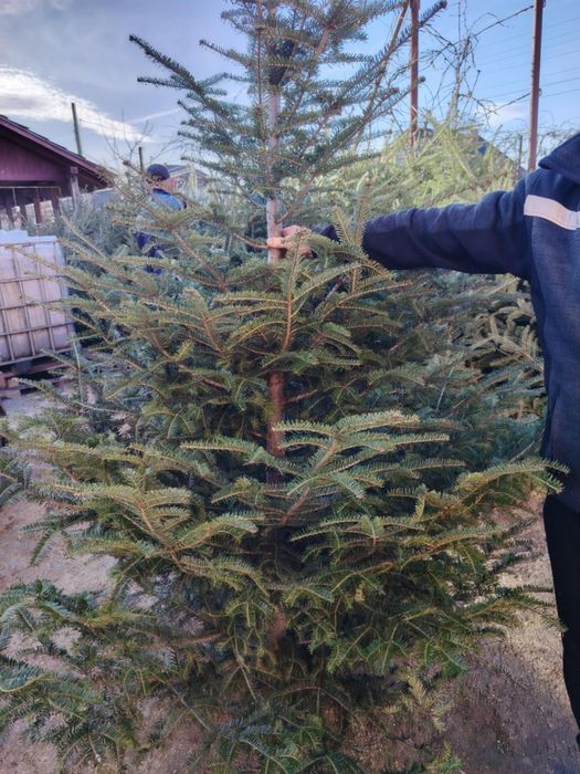 Brad natural Argintiu