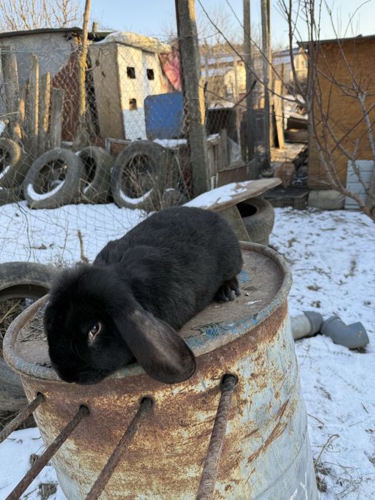 Vand masculi berbec german si comun