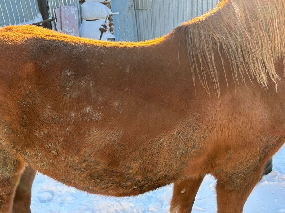 Продам лошадь с откорма